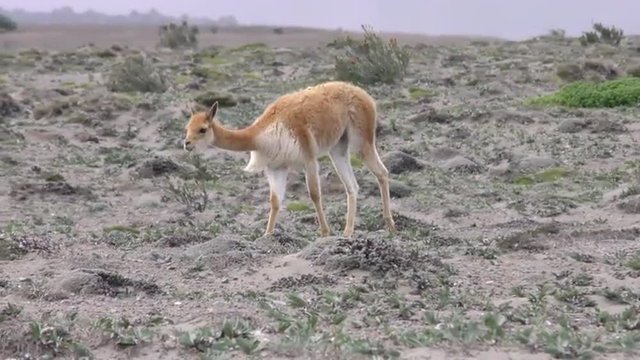 A single vicuna moves slowly across a sparse rocky highland in the Ecuadorian Andes, lowering its head to graze on low vegetation under an overcast sky, a steady medium shot.