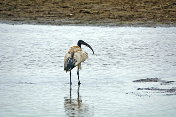 Sacred ibis, Lake Nakuru National Park, Kenya