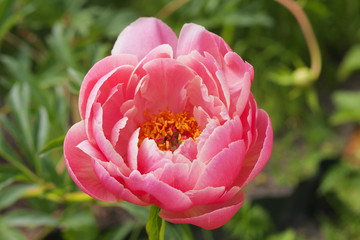 Peony of coral color 