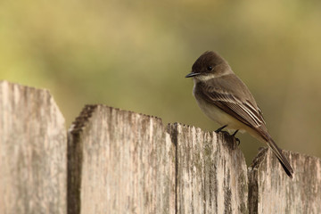 Eastern Phoebe in San Antonio Texas