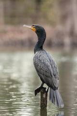 Neotropic cormorant
