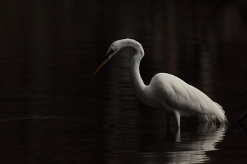 Great White Egret
