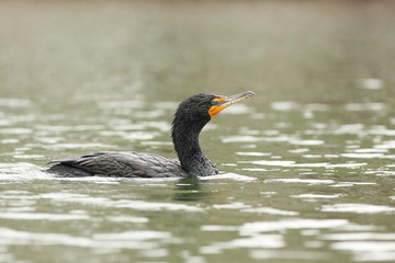 Neotropic cormorant
