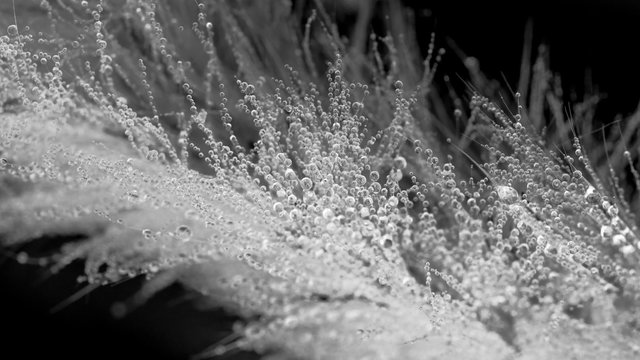 Fototapeta Blossoming Dew Drops in Black and White