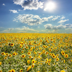Field with sunflowers and the blue sky