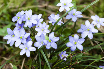 spring flowers , forest