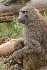 Olive baboons, Lake Nakuru National Park, Kenya