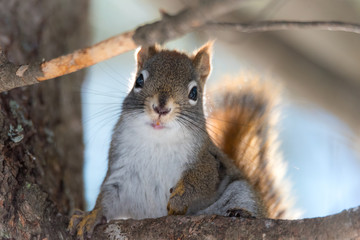 I love you.  Close up of cute animal Red Squirrel seemingly poses for the camera while on a tree...