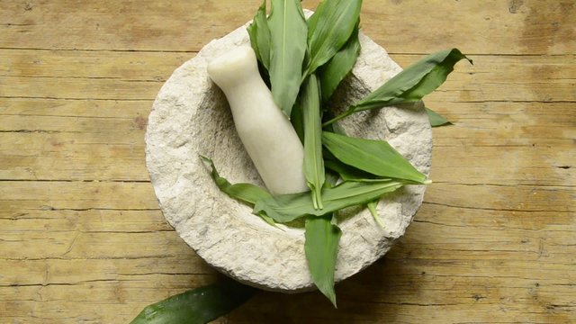 Allium ursinum Karhunlaukka Ajo de oso Bear garlic Aglio orsino 熊葱 Ramsons Черемша Buckrams B&auml;rlauch Ail des ours Czosnek niedźwiedzi ثوم الدببة wild Ursino