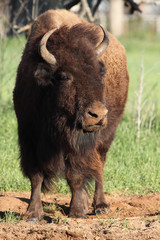 Fototapeta premium American bison 