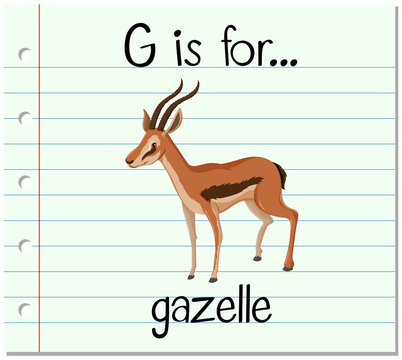 Flashcard letter G is for gazelle