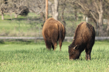 
American bison
