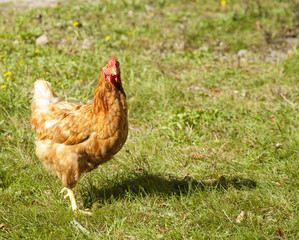 free range chicken hen