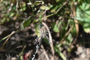 Argiopa Spider on the web