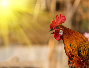 Rooster crowing in the morning sun