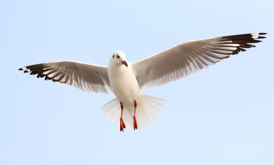 Seagull fly in the sky at Bang Pu,Thailand.