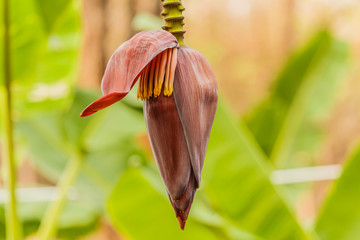 banana blossom on the tree © sanpom