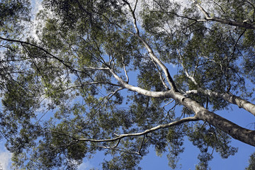 Eucalyptus treetop under the blue sky
