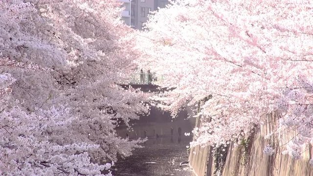 桜　神田川の桜並木