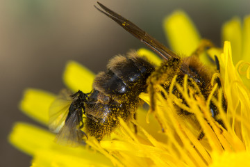 Parasitic Stylops species male, freshly emerged from bee. Rarely seen short-lived male insect in the order Strepsiptera, with pupal case visible between segments of the host bee's abdomen

