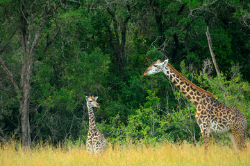 Maasai giraffes, Maasai Mara Game Reserve, Kenya