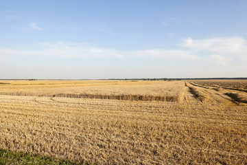 Fototapeta na wymiar farm field cereals 