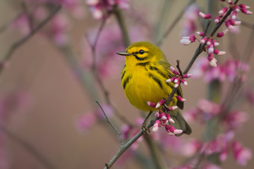 Prairie Warbler
