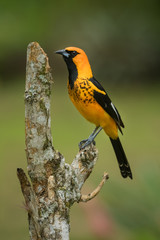 Green-crowned Brilliant