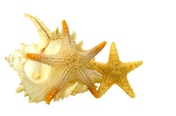 Fototapeta na wymiar Seashell and starfish isolated on white background with clipping-path.