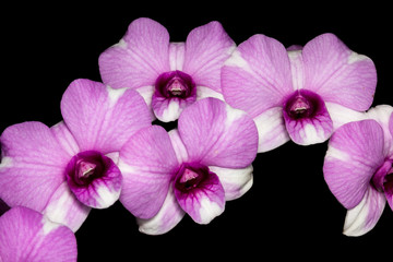 orchid isolated on black