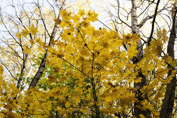 autumn forest ,  Belarus