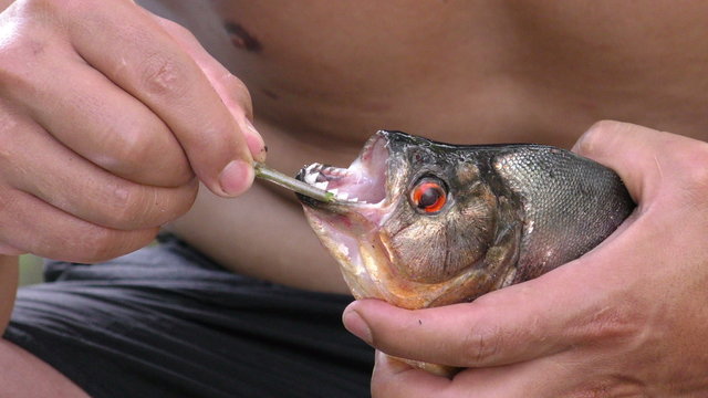 Indigenous man showcasing piranha fish's teeth by skillfully opening its mouth,offering a captivating glimpse into the creature's natural features.