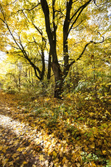 autumn forest , closeup