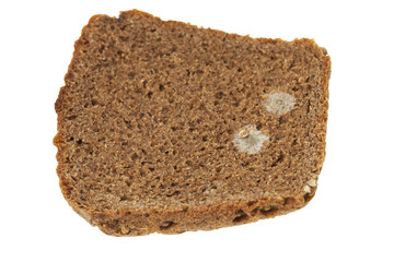 mold on bread  