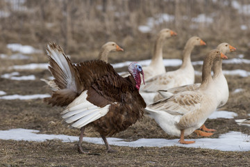 Bourbon Red Turkey with domestic Geese