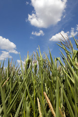 Naklejka premium Corn field, summer time 