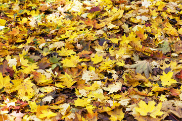  leaves in autumn season