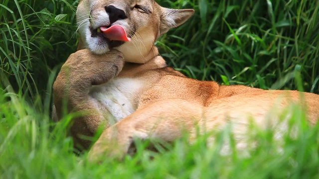 Capture stunning footage of a mountain lion grooming in its natural habitat,as our camera remains securely locked down,showcasing the beauty of in house grass.