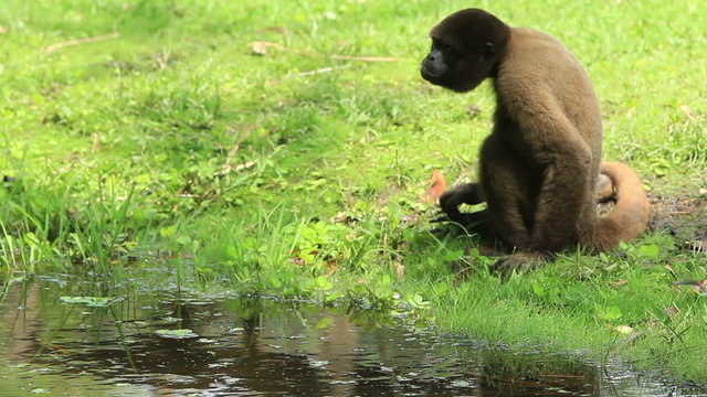 Experience the playful antics of wooly monkeys in the breathtaking Ecuadorian Amazonia,a must visit destination for nature enthusiasts.