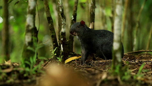 Experience the thrill of hunting a Central American agouti or guatusa in the wilds of Ecuadorian Amazonia.
