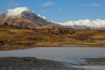 Bison in Alaska