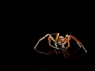 Philodromus crab spider macro on black