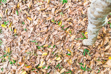 Beautify texture of dried leafs on grass at park