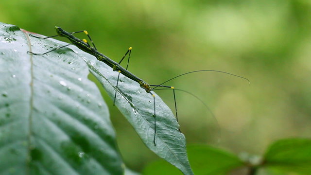 Close-up of a green horse-headed grasshopper, a slender stick-like insect with long antennae, resting on a dew-covered leaf in the Ecuadorian Amazon rainforest.