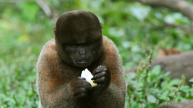 A monkey perched in dense green rainforest looks toward the camera, then raises its hands to eat a piece of fruit, in the lush Ecuadorian Amazon jungle.