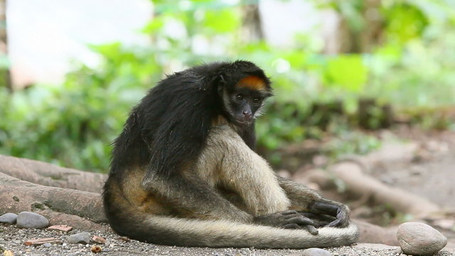 Discover the fascinating world of the wild spider monkey,a highly intelligent and acrobatic primate found in the rainforests of Central and South America.