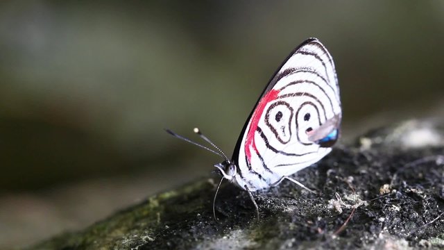 Discover the diverse Ecuadorian rainforest,home to a plethora of butterfly species,including the common ones that thrive by consuming essential minerals.