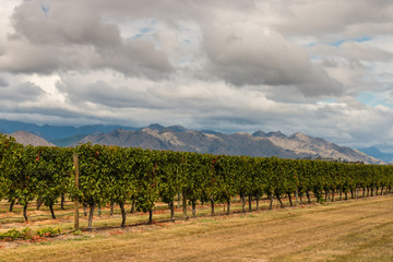 Fototapeta na wymiar rows of vine growing in vineyard 