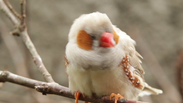 A close-up of a zebra finch on a bare branch, turning its head and looking around, its white, brown and orange plumage detailed in soft natural light.