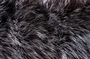 Background of dark fur